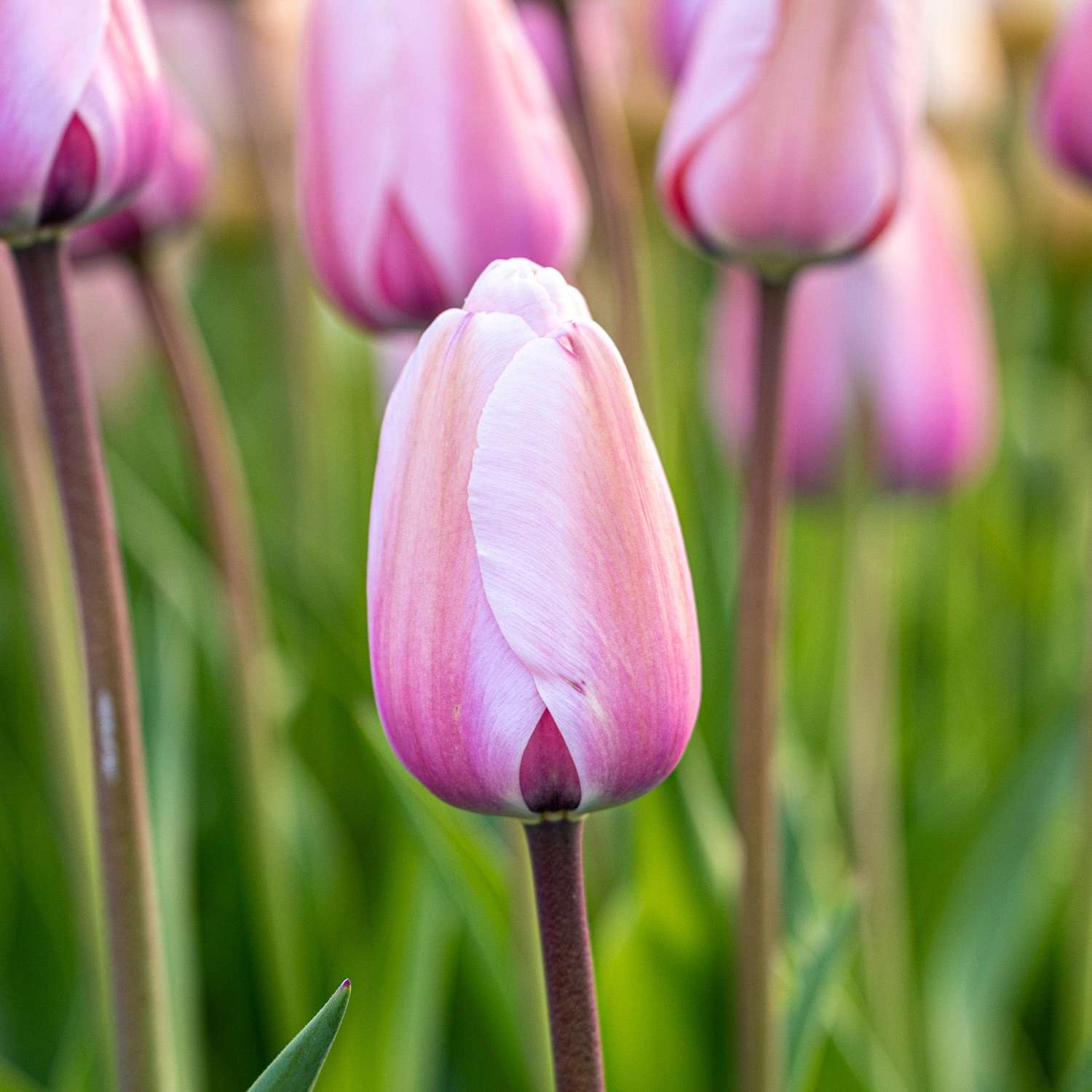 Tulppaani 'Salmon Impression'